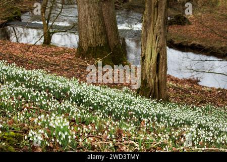 A carpet of snowdrops galanthus nivalis beneath trees in a wood in Cumbria, with a river in the background Stock Photo