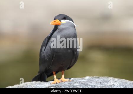 the Inca tern (Larosterna inca) is a tern in the family Laridae Stock Photo