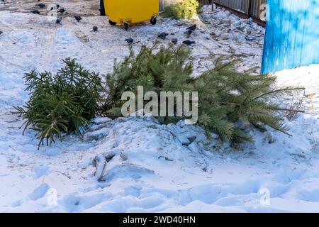 Christmas trees thrown into the trash after the end of the holiday. Tree processing. Environment protection. forest protection Stock Photo