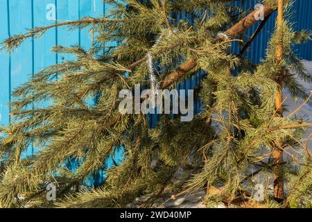 Christmas trees thrown into the trash after the end of the holiday. Tree processing. Environment protection. forest protection Stock Photo