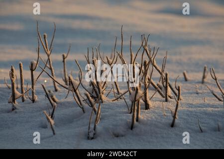 Twigs poking through snow with low sunlight and shadow in Slaidburn, Lancashire Stock Photo