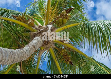 Background with palm trees on blue sky and white clouds, with green coconut in sun lighted. Stock Photo