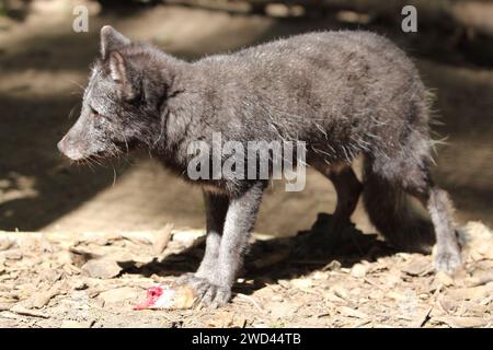 The Arctic fox (Vulpes lagopus), also known as the white fox, polar fox, or snow fox, is a small fox native to the Arctic regions of the Northern Hemi Stock Photo