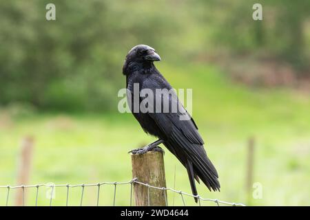 Black Raven sitting on fence post looking at the camera side on. Stock Photo