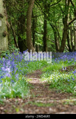 Footpath in bluebell woodland. Surrounded by purple flowers Stock Photo