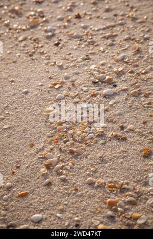 Small shells on the tide line of a beach in Florida Stock Photo - Alamy