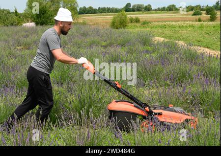 Care of a lavender field, a man mows the grass with an electric lawnmower, a young lavender field. Lithium Ion battery powered Electric Lawn mower. Stock Photo