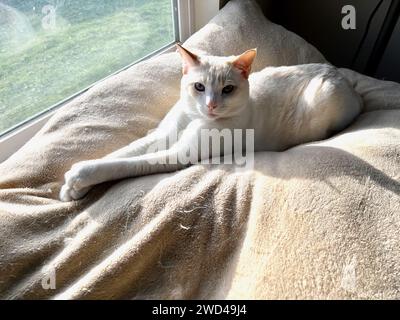 My cats enjoying their lives Stock Photo