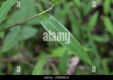 Overhead view of a small, spiny beetle (rice hispa) on top of a surface of a grass leaf in a lawn area. Tiny sharp spines, including wings, are presen Stock Photo