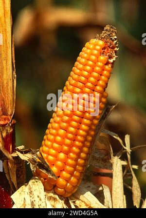 Maize or a dried corn on the cob growing in France Stock Photo