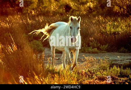 White Horse of the Camargue in early morning sunrise Stock Photo