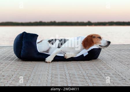 Beagle dog sleeping on a pillow on the beach at sunset. Stock Photo