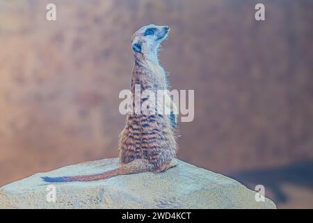 The surricate stands on its hind legs in the park, selective focus Stock Photo