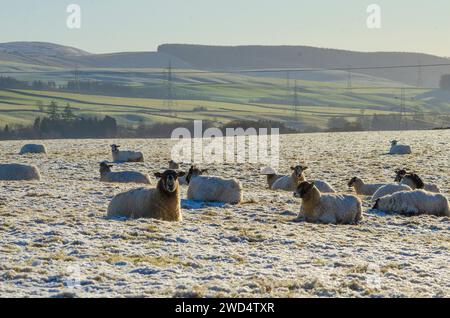 NEAR BEATTOCK, SCOTLAND, UK - 17 January 2024 - Blackface / mixed breed ewes soak up some winter sun amid harsh winter temperatures on a farm in the A Stock Photo