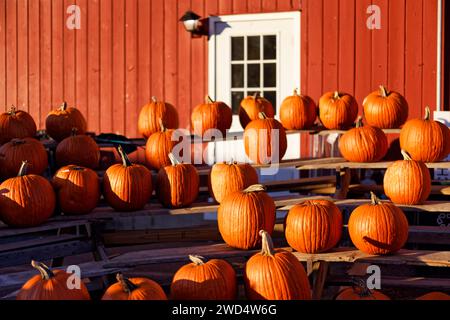 Pumpkins On a Display On a Stand at a Farm, New Jersey, USA Stock Photo