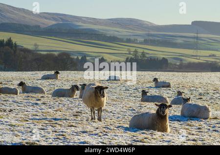 NEAR BEATTOCK, SCOTLAND, UK - 17 January 2024 - Blackface / mixed breed ewes soak up some winter sun amid harsh winter temperatures on a farm in the A Stock Photo