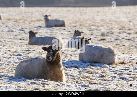 NEAR BEATTOCK, SCOTLAND, UK - 17 January 2024 - Blackface / mixed breed ewes soak up some winter sun amid harsh winter temperatures on a farm in the A Stock Photo