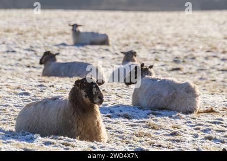 NEAR BEATTOCK, SCOTLAND, UK - 17 January 2024 - Blackface / mixed breed ewes soak up some winter sun amid harsh winter temperatures on a farm in the A Stock Photo