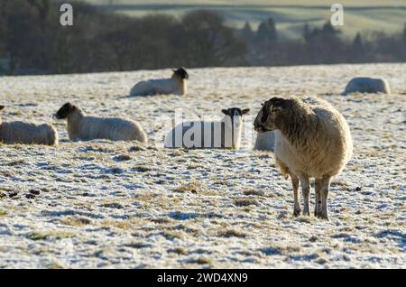 NEAR BEATTOCK, SCOTLAND, UK - 17 January 2024 - Blackface / mixed breed ewes soak up some winter sun amid harsh winter temperatures on a farm in the A Stock Photo