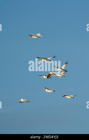 White pelicans soaring in a synchronized formation against a vibrant blue sky Stock Photo