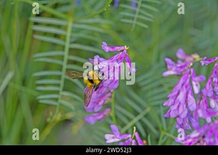 Bumblebee taking nectar from a purple-coloured flower. Stock Photo