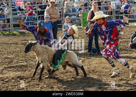 Muttin Bustin. Young boy riding a sheep having quick acceleration. Small town weekly Bull Riding as a sport. Fox Hollow Rodeo. Waynesville, Dayton, Oh Stock Photo