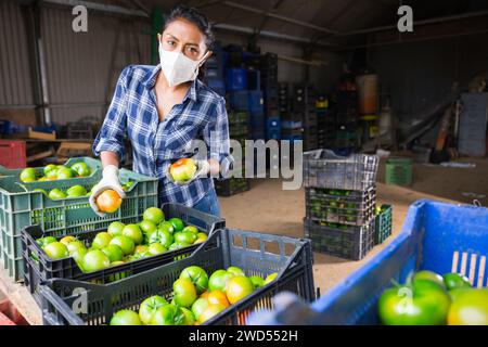 Woman in medical mask sorting picked green tomatoes Stock Photo