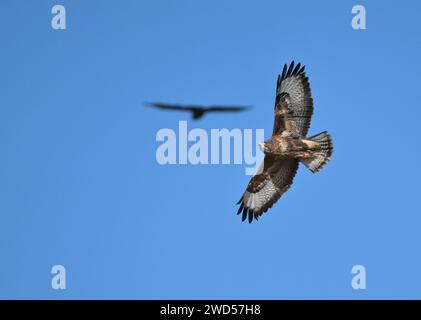 Common Buzzard - Buteo buteo Stock Photo