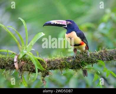 Collared Aracari (Pteroglossus torquatus), Laguna del Lagarto Eco Lodge, Boca Tapada, Alajuela, Costa Rica. Stock Photo