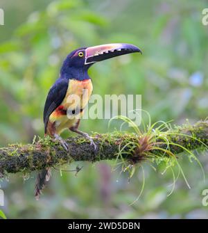 Collared Aracari (Pteroglossus torquatus), Laguna del Lagarto Eco Lodge, Boca Tapada, Alajuela, Costa Rica. Stock Photo