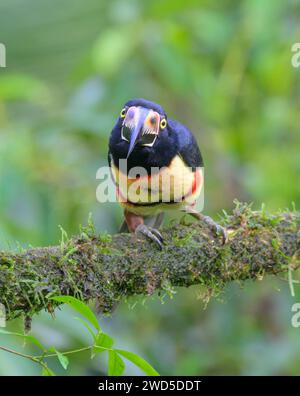 Collared Aracari (Pteroglossus torquatus), Laguna del Lagarto Eco Lodge, Boca Tapada, Alajuela, Costa Rica. Stock Photo