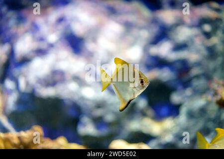 Silver Moonyfish in our captivating image, gracefully weaving through sea branches alongside their counterparts. Stock Photo