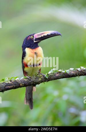 Collared Aracari (Pteroglossus torquatus), Laguna del Lagarto Eco Lodge, Boca Tapada, Alajuela, Costa Rica. Stock Photo