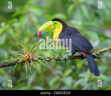 Keel-billed toucan (Ramphastos sulfuratus), Laguna del Lagarto Eco Lodge, Boca Tapada, Alajuela, Costa Rica. Stock Photo