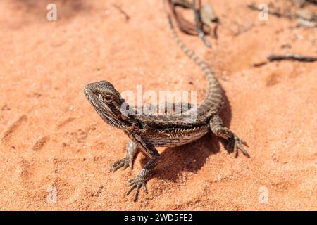 Central bearded dragon (Pogona vitticeps) on red Mallee sand. Stock Photo