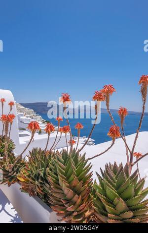 Fynbos Aloe ( Aloe succotrina Stock Photo - Alamy