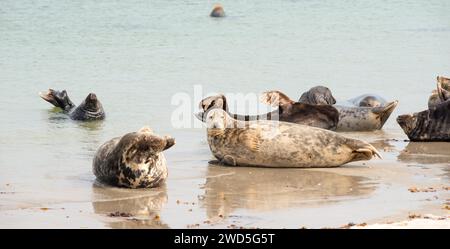 Group of grey seals (Halichoerus grypus), female, on sandy beach and swimming, relaxing on the sandy shore near the water, Heligoland, Insel Duene Stock Photo