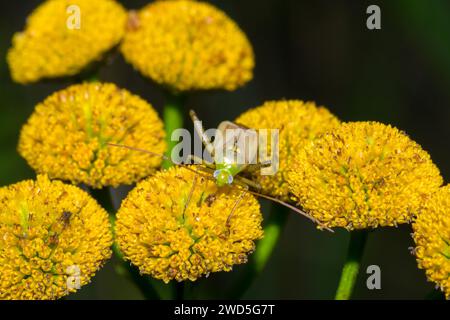 Alfalfa plant bug (Adelphocoris lineolatus), female, on yellow flowers of tansy (Tanacetum vulgare L.) (syn.: Chrysanthemum vulgare) or wormwood Stock Photo