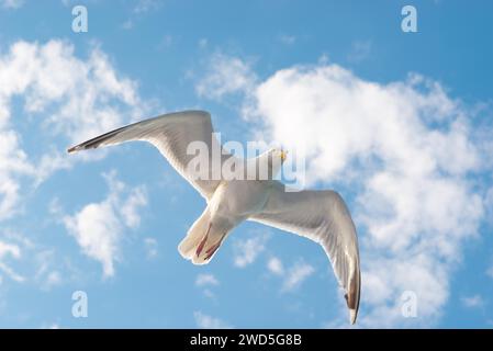 European herring gull (Larus argentatus), flying in front of summer sky with clouds, gull in flight with spread wings in front of clear blue sky in Stock Photo