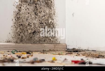 dust in the corner of the room. real old neglected dusty dirt, dirty toxic mold and fungus bacteria on the white wall, skirting board and wooden floor Stock Photo