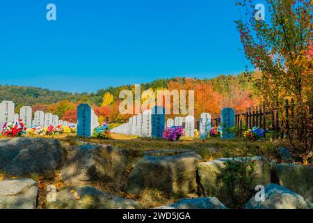 Daejeon, South Korea, November 3, 2019: Rows of headstones with background of trees in fall colors at Dajeon National Cemetery. For editorial use Stock Photo