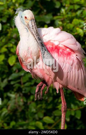 Roseate spoonbill (Platalea ajaja), San Diego Zoo Safari Park, San Diego County, California Stock Photo