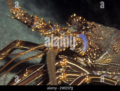Close-up of European spiny crayfish (Palinurus elephas), Atlantic Ocean, Macaronesian Archipelago, Sal, Cape Verde Islands, Cape Verde Stock Photo