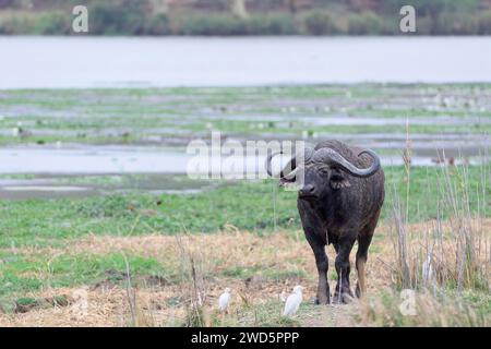 Cape buffalo (Syncerus caffer caffer), adult male standing on the banks of the Letaba River, surrounded by cattle egrets (Bubulcus ibis), Kruger Natio Stock Photo