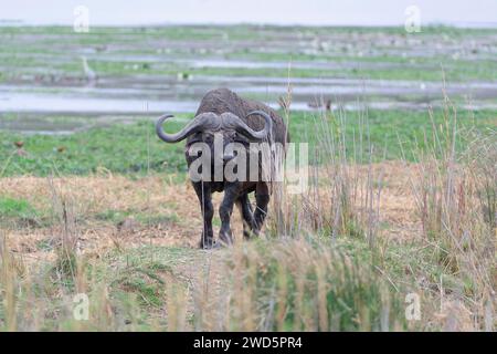 Cape buffalo (Syncerus caffer caffer), adult male walking on the banks of the Letaba River, Kruger National Park, South Africa, Africa Stock Photo