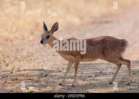 Sharpe's grysbok (Raphicerus sharpei), adult female standing on dirt road, alert, Kruger National Park, South Africa, Africa Stock Photo