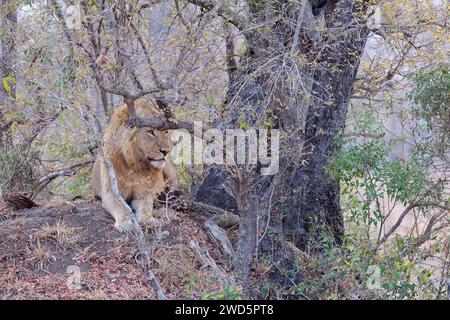 African lion (Panthera leo melanochaita), adult male lying on a mound of earth, at the foot of a tree, attentive, morning light, Kruger National Park, Stock Photo