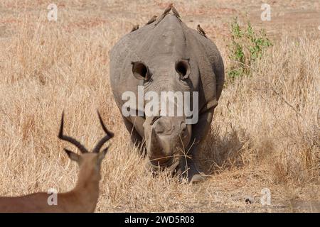 Southern white rhinoceros (Ceratotherium simum simum), adult male with a flock of red-billed oxpeckers (Buphagus erythrorynchus) on its back, walking Stock Photo