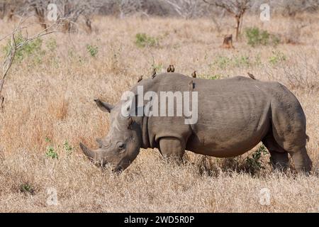 Southern white rhinoceros (Ceratotherium simum simum), adult male feeding on grass with a flock of red-billed oxpeckers (Buphagus erythrorynchus) on i Stock Photo