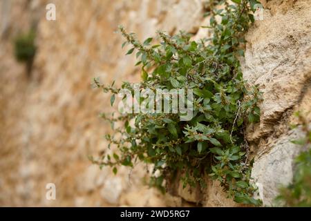 Spreading glasswort (Parietaria judaica) growing on a wall in La Roque-sur-Ceze, Gard department, Occitanie region, France Stock Photo